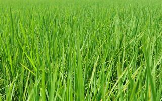 Bright outdoor landscape view over grass, rice, meadows and agricultural fields. Natural green green background. Growth of rice fields. photo