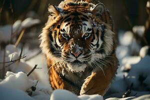 ai generado un majestuoso Tigre en un cubierto de nieve bosque, exhibiendo naturaleza crudo belleza y el animal intenso mirada. el Tigre sorprendentes rayas y muscular construir foto