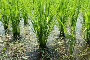 natural green grass or rice plants photo