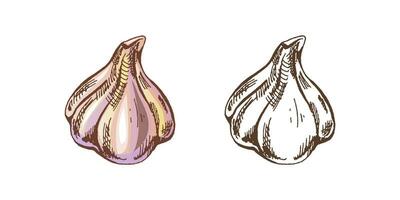 Organic food. Hand drawn colored and monochrome vector sketch  of garlic.  Doodle vintage illustration. Decorations for the menu of cafes and labels. Engraved image.