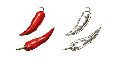 Organic food. Hand drawn retro style colored and monochrome vector sketch of chilli peppers. Doodle vintage illustration. Engraved image.