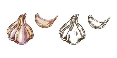 Organic food. Hand drawn retro style colored and monochrome vector sketch of garlic head and its parts. Doodle vintage illustration. Engraved image.