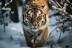 ai generado un majestuoso Tigre en un cubierto de nieve bosque, exhibiendo naturaleza crudo belleza y el animal intenso mirada. el Tigre sorprendentes rayas y muscular construir foto