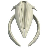 Humpback Whale Skull animal anatomy 3D rendering on white background photo