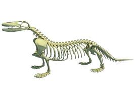 Komodo dragon skeleton anatomy 3D rendering photo