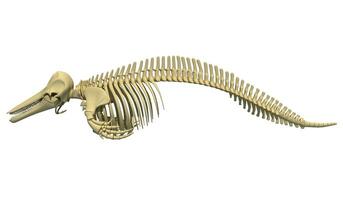 Killer Whale Orca Skeleton 3D rendering on white background photo