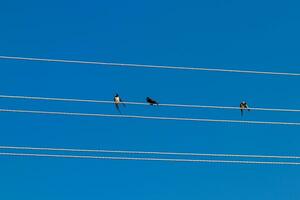 Birds sit on electric wires against the blue sky photo