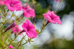 beautiful white and pink petunia flowers photo