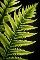 AI generated Elegance and symmetry of fern fronds as they unfurl, revealing their intricate patterns, background image, generative AI photo