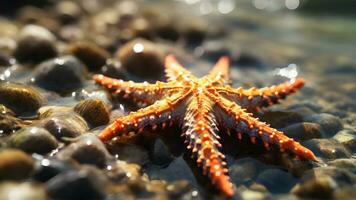 AI generated Close-up details of a starfish in a tidepool, capturing the play of sunlight on its surface, background image photo