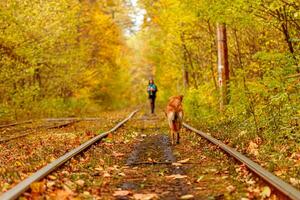 otoño bosque mediante cuales un antiguo tranvía paseos Ucrania y rojo perro foto