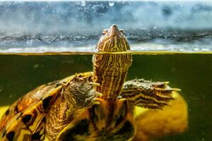 Beautiful turtle swims in the water photo