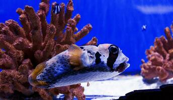 macro photography underwater pufferfish gray photo