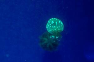 small jellyfish close up photo
