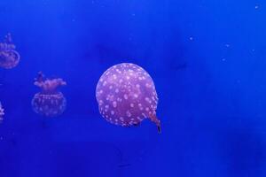 macro of a beautiful jellyfish mastigias papua photo