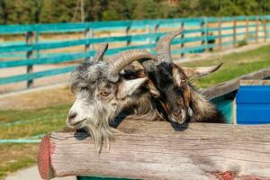 hermosa cabra con cuernos en el granja foto