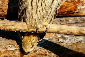 beautiful owl with yellow eyes and beak photo