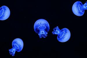Shooting macro Jellyfish Spotted Lagoon underwater photo
