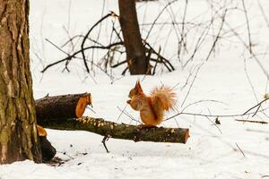 hermosa ardilla en el nieve comiendo un nuez foto