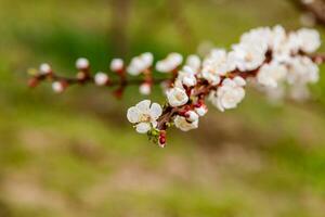 beautifully flowering cherry branches on which the bees sit photo