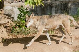 lobo con un de cerca ver foto