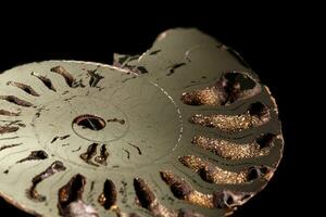 Macro mineral stone Ammonite shell on a black background photo