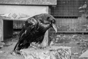 Beautiful black crows sit on a stump photo