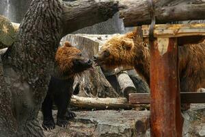 Two brown bears playing with each other photo