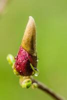 Macro Magnolia bud covered with drops photo