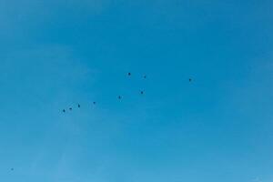 a flock of birds flying in the blue sky photo
