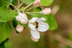 Beautiful spring flowering branches of trees with white flowers and insects macro photo