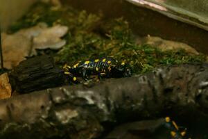 Beautiful lizard in the grass common fire salamander photo