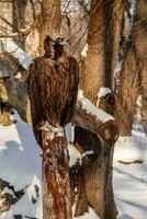 beautiful vultures sit on a stump in the snow photo