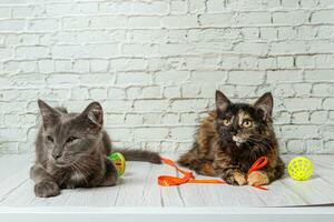 Beautiful couple of gray cat boy and girl on a brick wall background photo