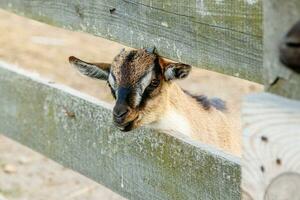 Beautiful goat with horns in the farm photo