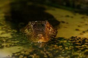 krakodil eyes smooth-eyed caiman photo