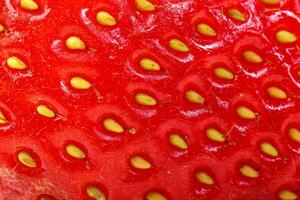 beautiful and ripe red strawberries on a white background photo