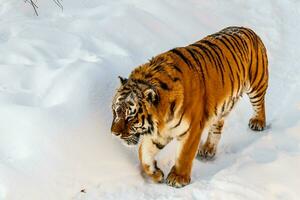 hermosa panthera tigris en un Nevado la carretera foto