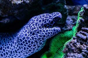 leopard moray eel fish photo