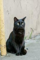 hermoso gato negro con ojos verdes foto