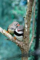 Beautiful birds Astrild Estrildidae sitting on a branch photo