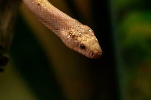 snake leucistic texas rat photo