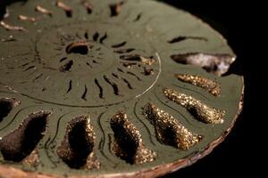 Macro mineral stone Ammonite shell on a black background photo