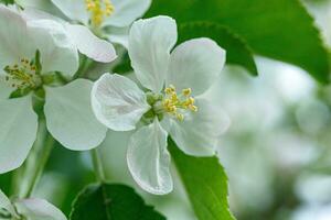 beautiful branch of a flowering apple tree photo