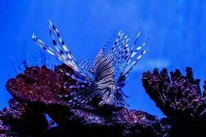 Fish Lionfish - Zebra, Pterois volitans photo