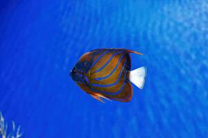 macro photography underwater Pomacanthus annularis photo