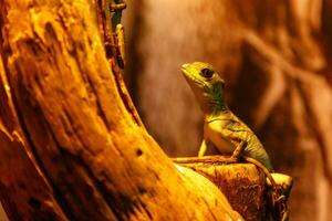 Lizard Basiliscus Plumifrons, green crested basilisk photo