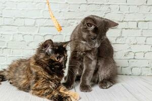 Beautiful couple of gray cat boy and girl on a brick wall background photo