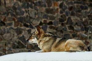 beautiful wolf on a snowy road photo