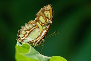 macro hermosa mariposa siproeta estelas foto